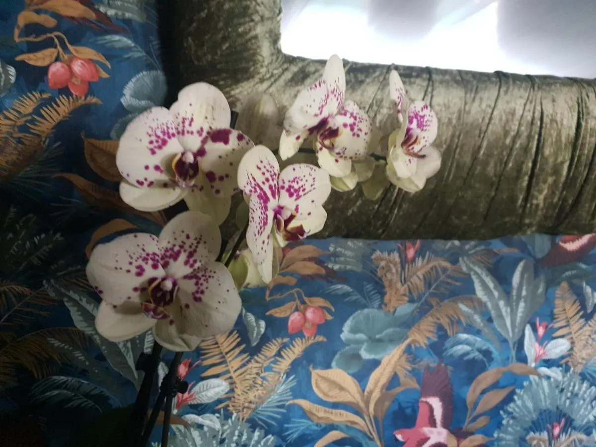 Jasmine Coral Jay Boutique Boatel Ocean Village Gibraltar 0*,